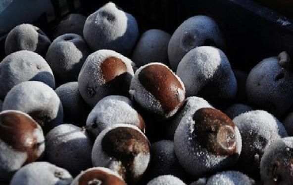 日本|日本人吃这10种冻水果停不下来,比新鲜的更好吃