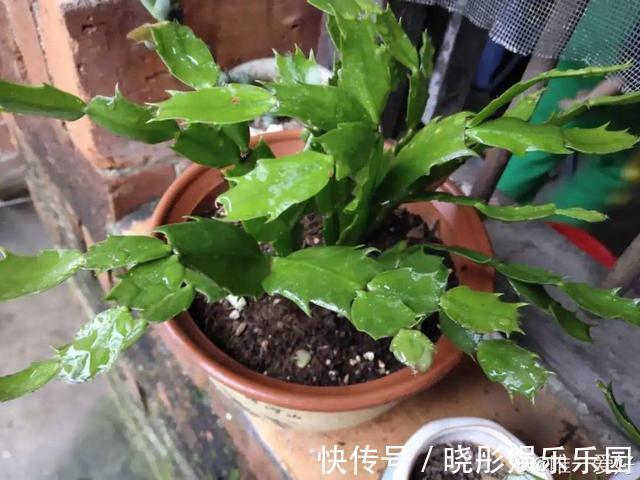 最怕晒的10种花,赶快搬进屋,否则会死掉