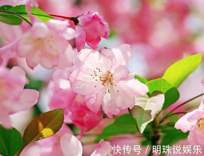 阳台|此款花卉,好养易爆盆,花叶俱美,养盆放阳台美极了