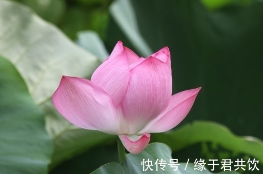 聚宝盆|7月下旬,吉星庇佑,4属相运势上涨,偏财大顺,生活步入正轨