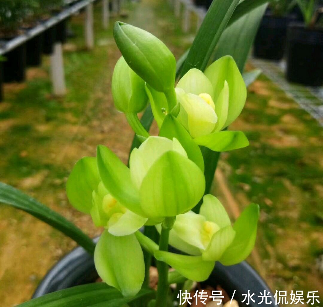 植料|新手养兰花，把握几个关键点，兰花不黄叶烂根易出水晶头