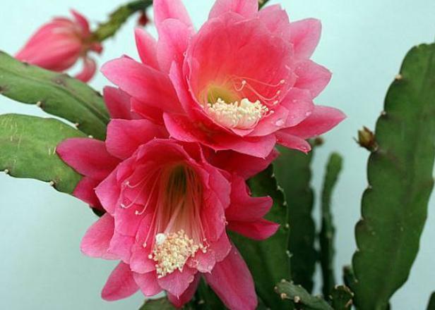 令箭荷花“耍心机”,就是不开花吃点“天然肥”,花开不断