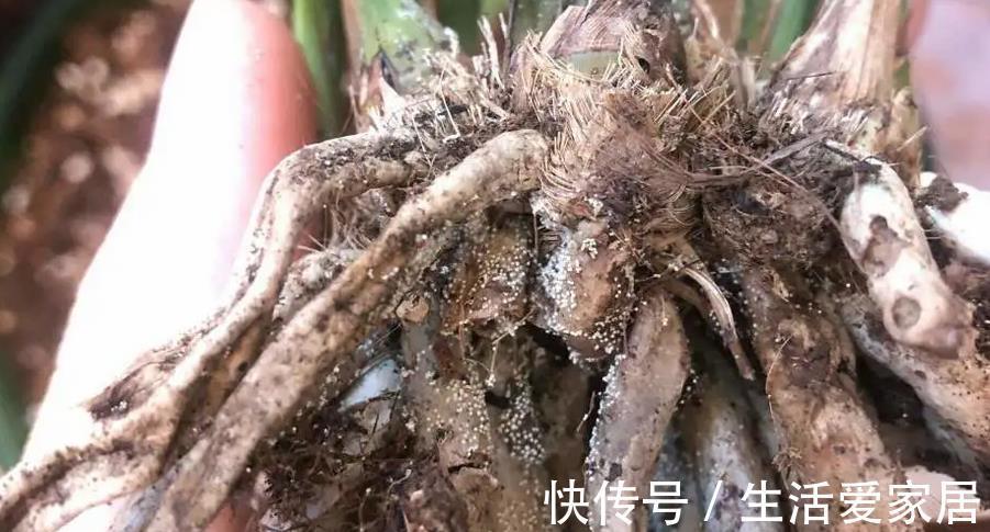 因素|哪些因素会导致兰花盆栽烂根?