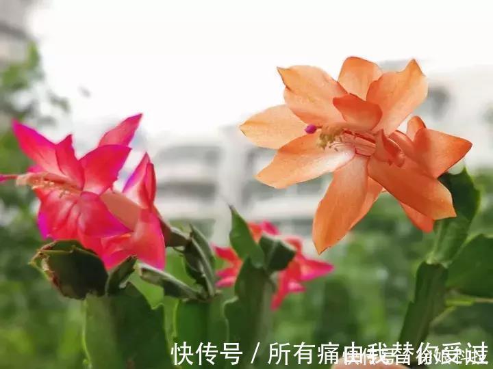 四季|3种花谁养谁喜欢，漂亮不输牡丹，可盆栽种植，四季开花