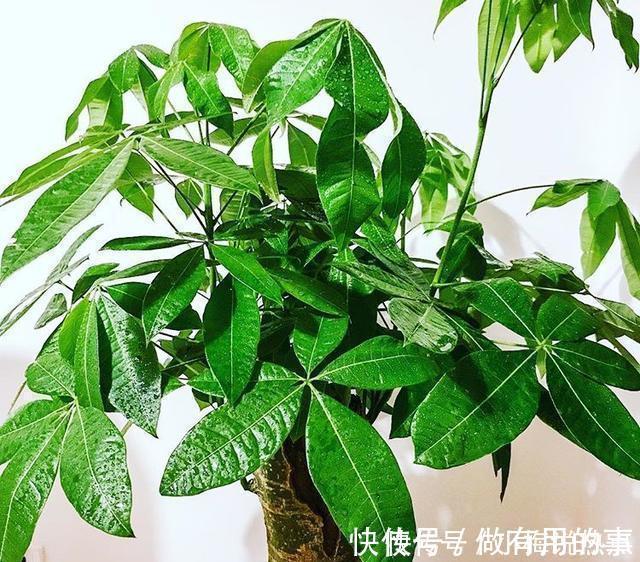 金钱树|4种“招财花”,家里各养1盆,旺运又招财,日子越过越好