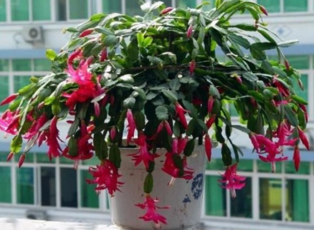 悄悄告诉你，养好“蟹爪兰”，离不开2种水，10天一次，花开满盆