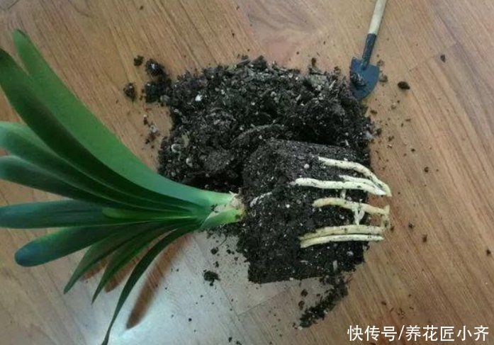 君子兰叶子残缺长“疤”,平时管住手,做好3点,养出“大扇面”