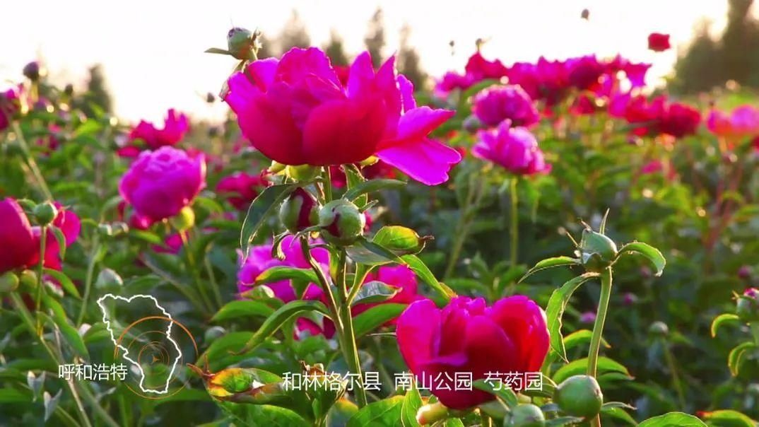 刘玉萍|花海来了！呼和浩特这些地方超美！