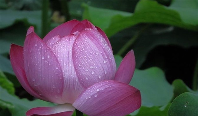 雨露&雨露荷花七首,杜甫写得清艳,李商隐写得忧伤,杨万里写得俏皮