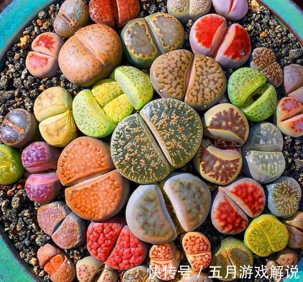 冬天养了4种漂亮多肉,保暖工作做到位,安全过冬上色美