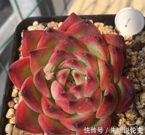 开春多肉长花箭,剪掉好还是保留好?教你正确处理!