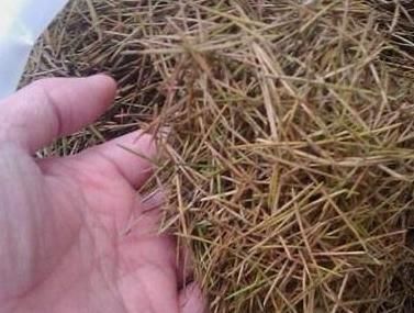 养花的旧土，加点料，秒变营养土，“肥的流油”，养啥花都旺