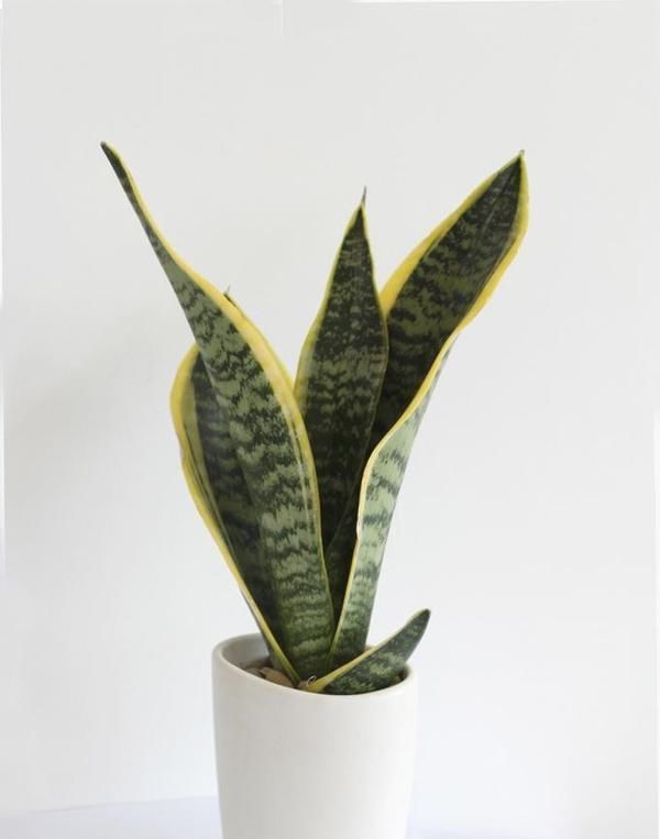 家里不够向阳,想养花怕养不好,那这几种花值得入手