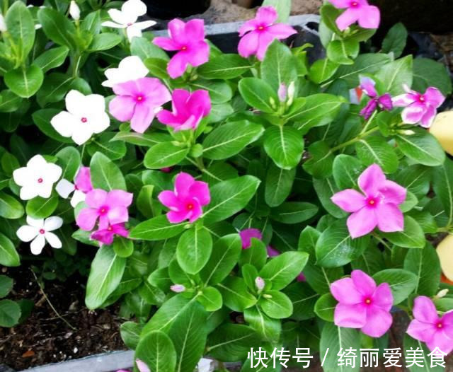 养花技巧:粗生粗养也能四季开花!少养1种都觉得亏了