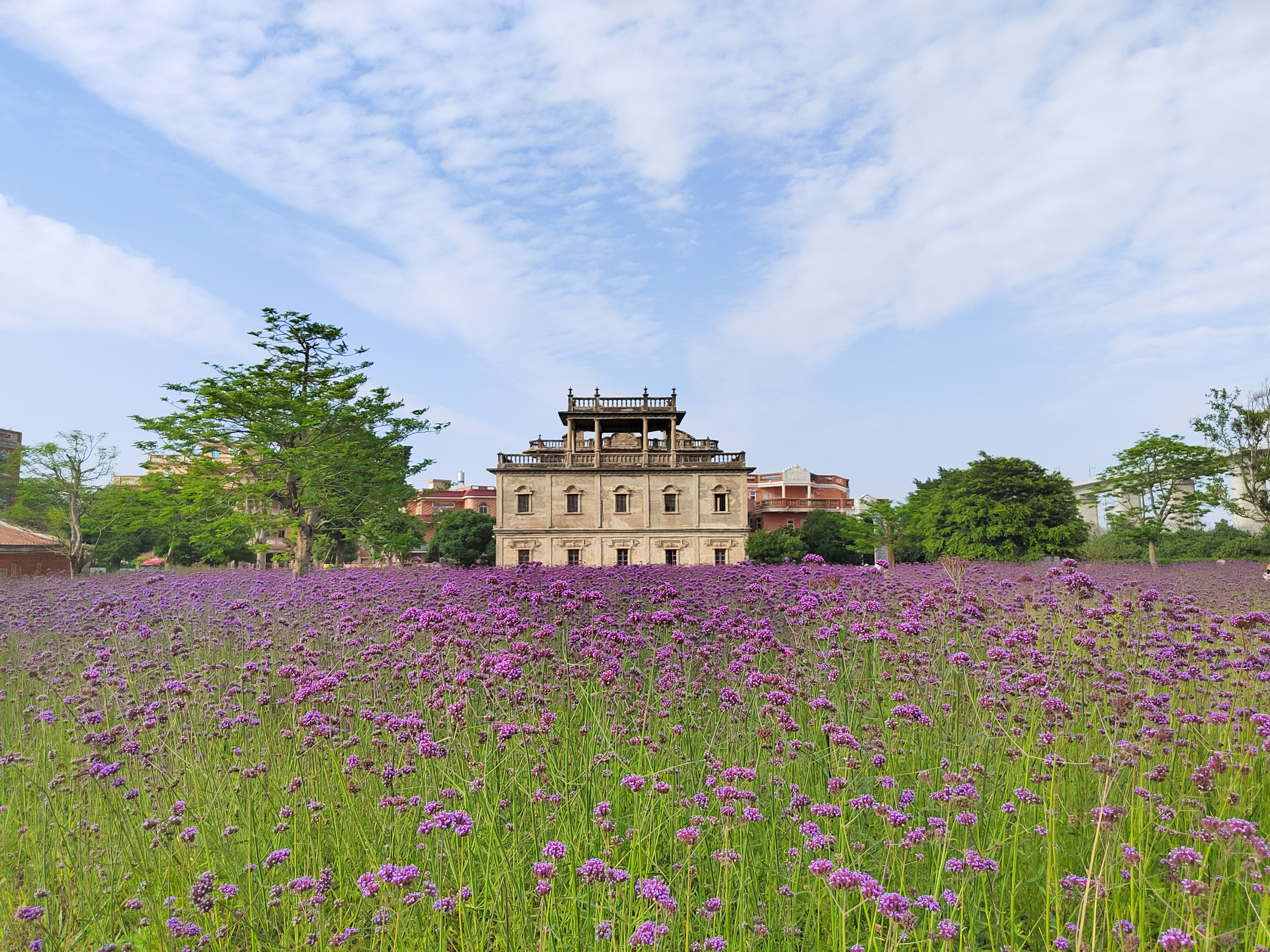 唤醒 沉睡 老宅留住美丽乡愁 粉紫色