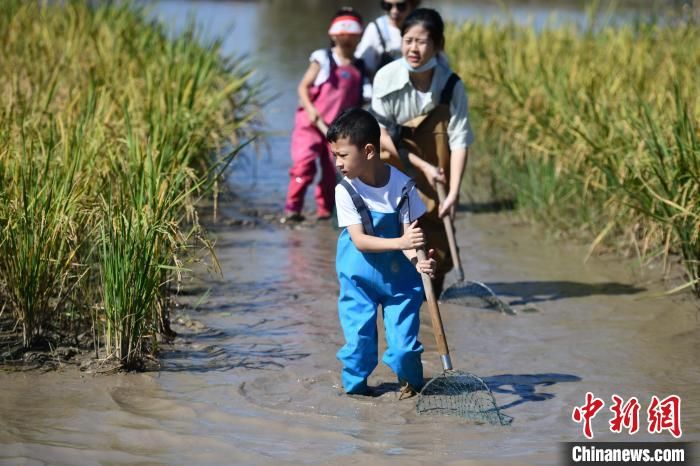 野趣|成都：游客稻田抓鱼享受中秋野趣生活