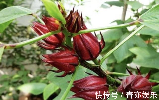 盆栽|1种植物有红色“花朵”，人称“玫瑰茄”，植株珍贵，当盆栽也美