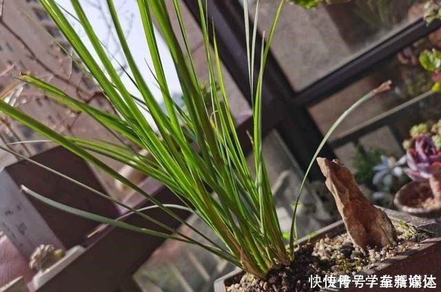 铁线蕨|12种耐阴花,适合养在卫生间里,光不好也能呼呼长!