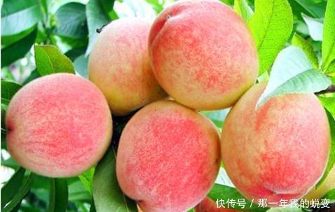 很有营养的3种食物,清热解毒,减肥瘦身,谁吃谁受益