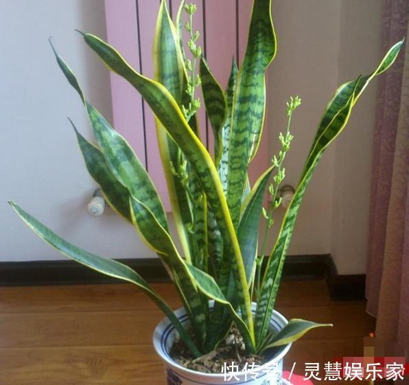 太阳花|不懂养花方法就养4种花，只管浇水，松松长到爆盆