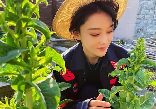 张馨予菜园子中莴笋收获，网友：没错了妥妥的“最美农场主”