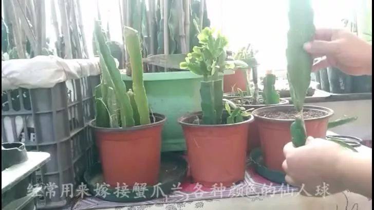 嫁接蟹爪兰,没有砧木怎么办,这样扦插三棱箭,一棵砧木变一百棵