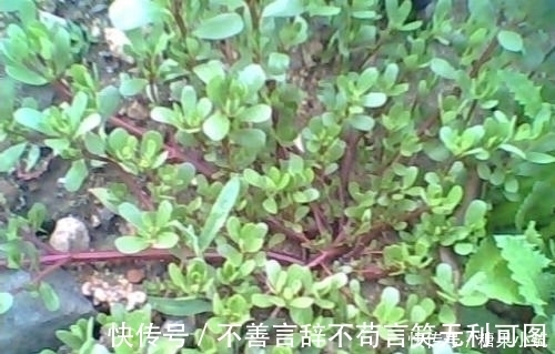 祖宗十八代|农村这种野菜，被誉为“长寿菜”，城里人想吃都买不到！