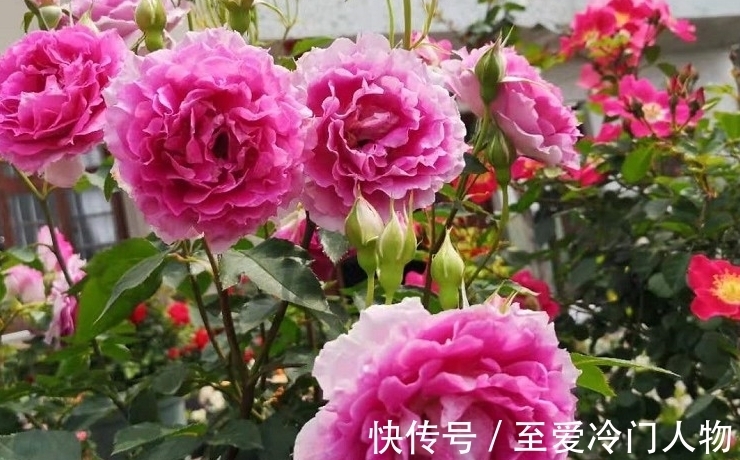 月季红蜘蛛爆发期,这套防治攻略请收好