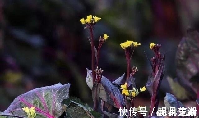 紫菜薹|十个人九个腰疼，常食此菜，腰不疼了，腿不酸了，不妨了解一下