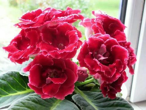 漂亮花|4种漂亮花，别再花钱买，剪根枝条插土里就能长出一盆！