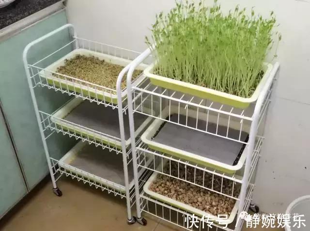 学会纸上种菜,在家就能做菜农,青菜不用买!