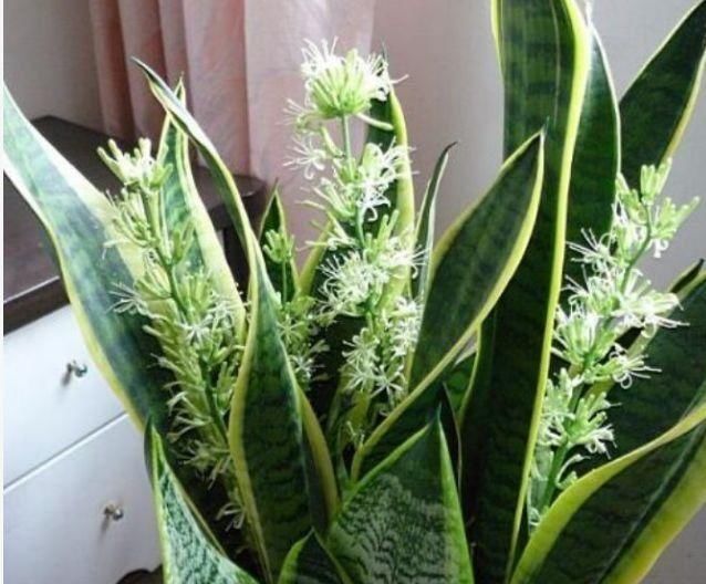 养花试试这几款,花开繁盛花香怡人,长长垂下来,变成瀑布太漂亮
