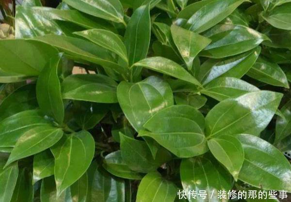 客厅4种“耐旱”花,耐阴又耐旱,不黄叶不烂根,新手也能养爆盆