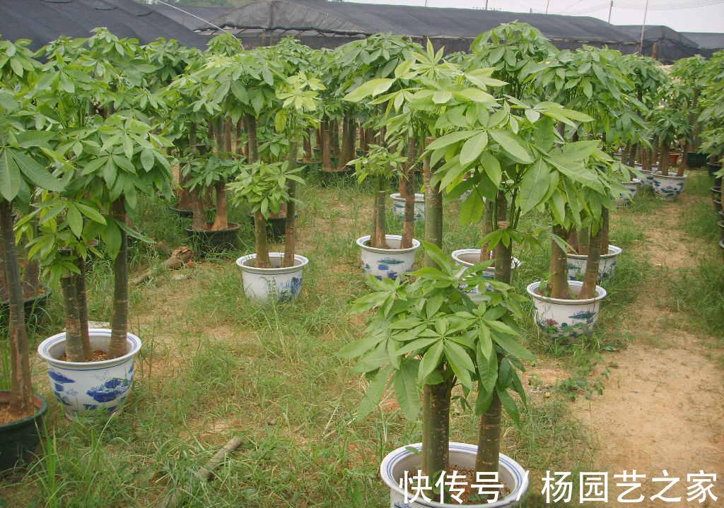 金钱树|养花试试这几款，保持土壤处在润而不湿的状态最利于生长