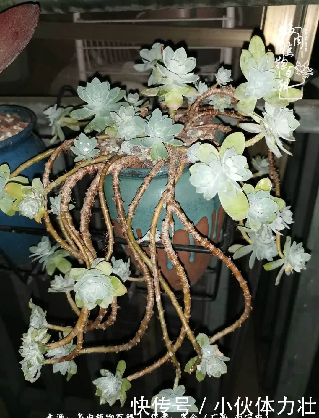 锦晃星|时光不再，人心在，多肉在！