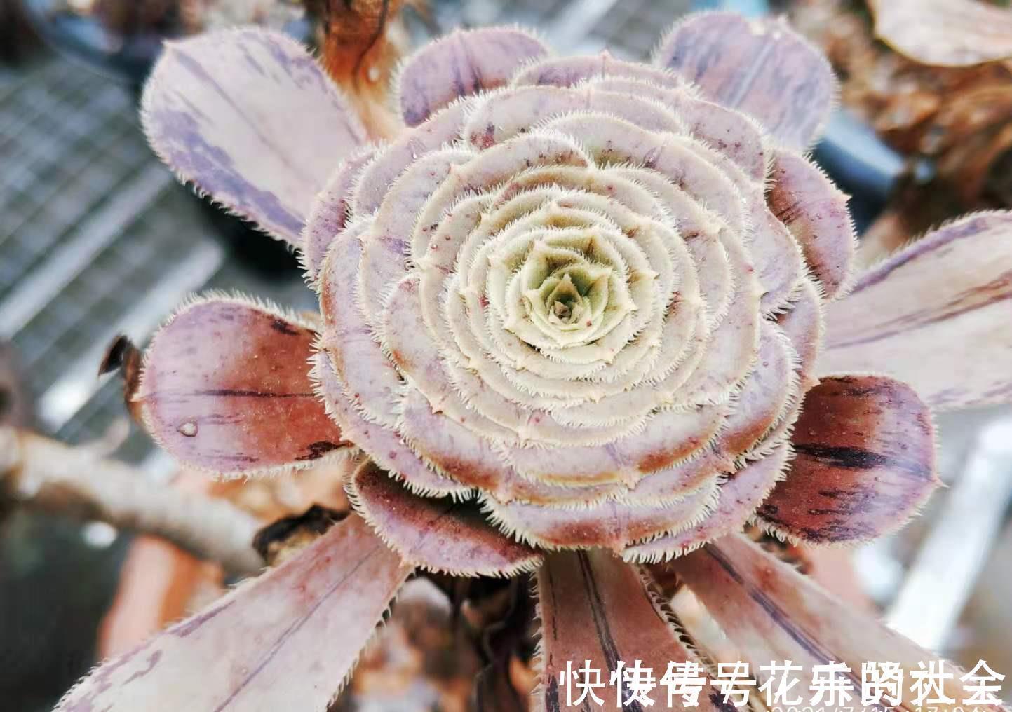 叶片|想把自己的法师多肉养成碗的形状?那必须得满足4个要求才行