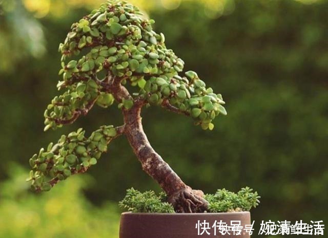 多肉植物|常见的4种多肉植物，也能养成漂亮的盆景，观赏效果更佳！