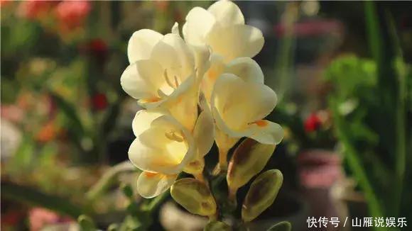 还在养绿萝家里养盆“香香花”，好看好闻，清香四溢精神好！