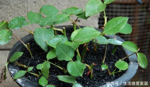 扦插成活|3种漂亮花,一根枝条插一盆,一盆变多盆,养成小花园!