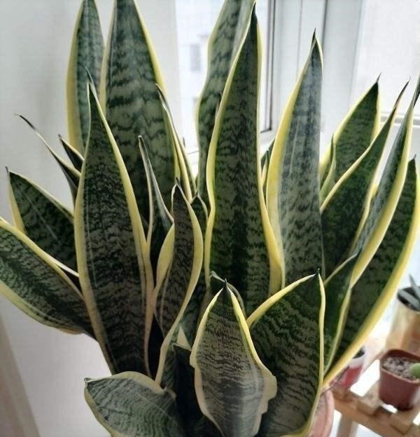 耐阴花|12种耐阴花,适合养在卫生间里,光不好也能呼呼长!