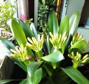 张大爷养君子兰,1年就用2种肥料,长的根旺叶绿,开花多、不夹箭