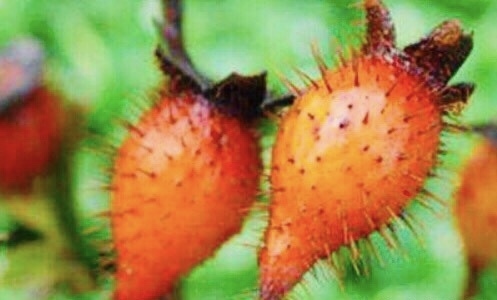 保护心脏|大自然“止咳果”找到了,不想咳嗽,多食此野果,止咳,保护心脏