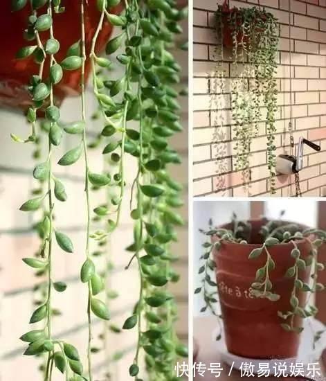 金心吊兰|吊兰、绿萝别再这么养,不然像打了激素,猛蹿个撑爆盆!