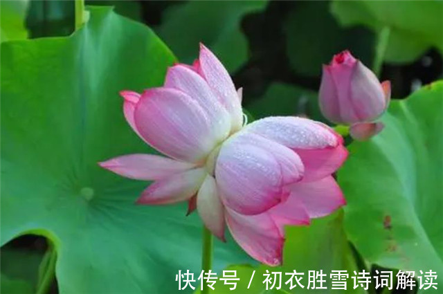 并蒂|并蒂莲花诗词七首赏读:露湿红芳双朵重,并蒂芙蓉本自双