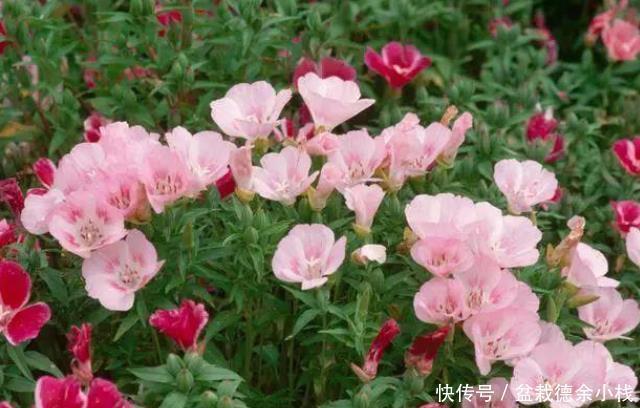 就算|很少花友会知道的5种观赏花卉,认识一种就算老园丁了