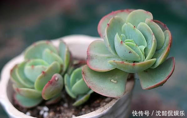 泥炭土|夏天养多肉,做好“关键4点”,安全度夏,越养越肥,越养越壮!