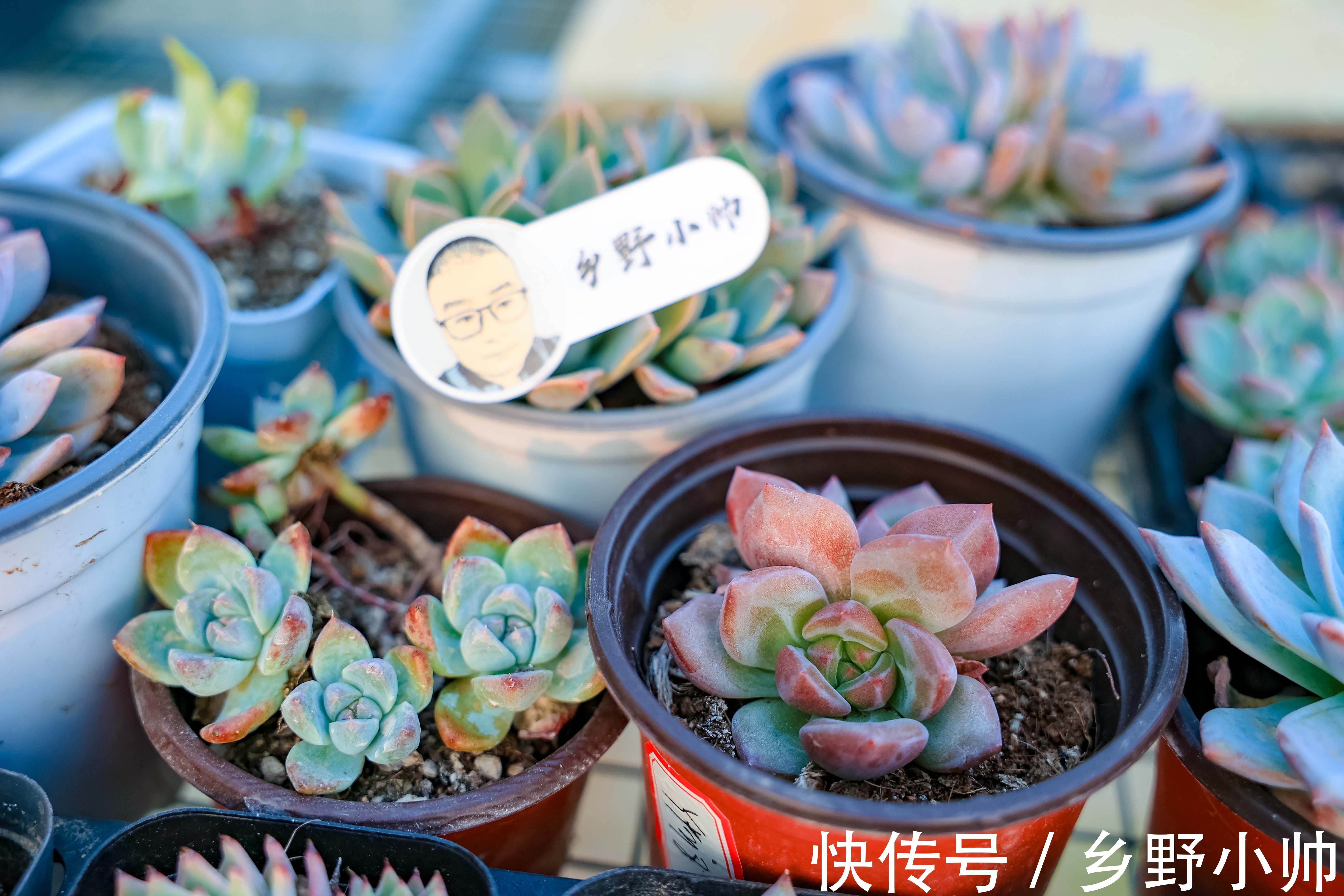 休眠期|多肉出现这几种情况,证明多肉已经“醒来”,养护状态更美