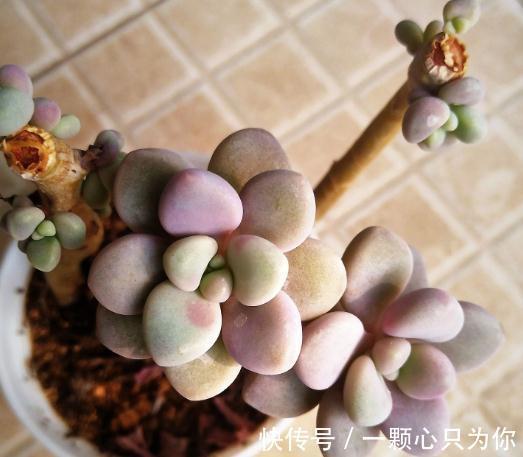 教你如何砍头繁殖多肉植物艾伦