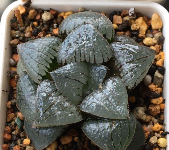 为啥你养的玉露不透?根系没发育好,先养根,不要着急养状态