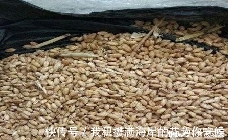 配方|鲫鱼“最上瘾”饵料，水里一抛，方圆30米的鲫鱼死命的咬钩